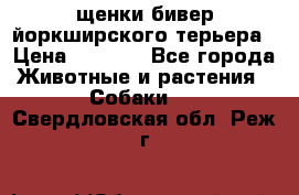 щенки бивер йоркширского терьера › Цена ­ 8 000 - Все города Животные и растения » Собаки   . Свердловская обл.,Реж г.